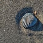 Herzmuschel im Sand