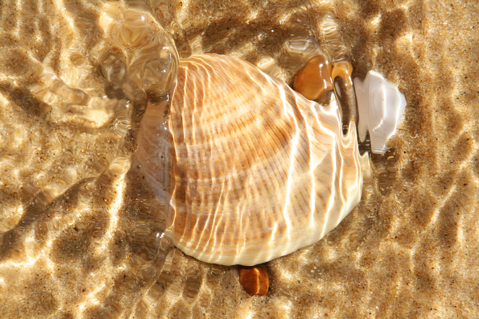 Herzmuschel im Wasser