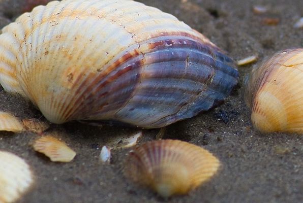 Herzmuschel mit Anhang