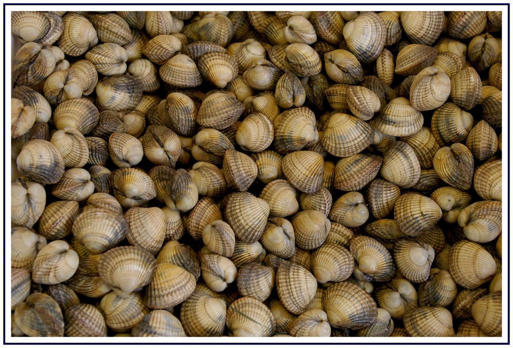 Herzmuscheln auf dem Groninger Markt.......