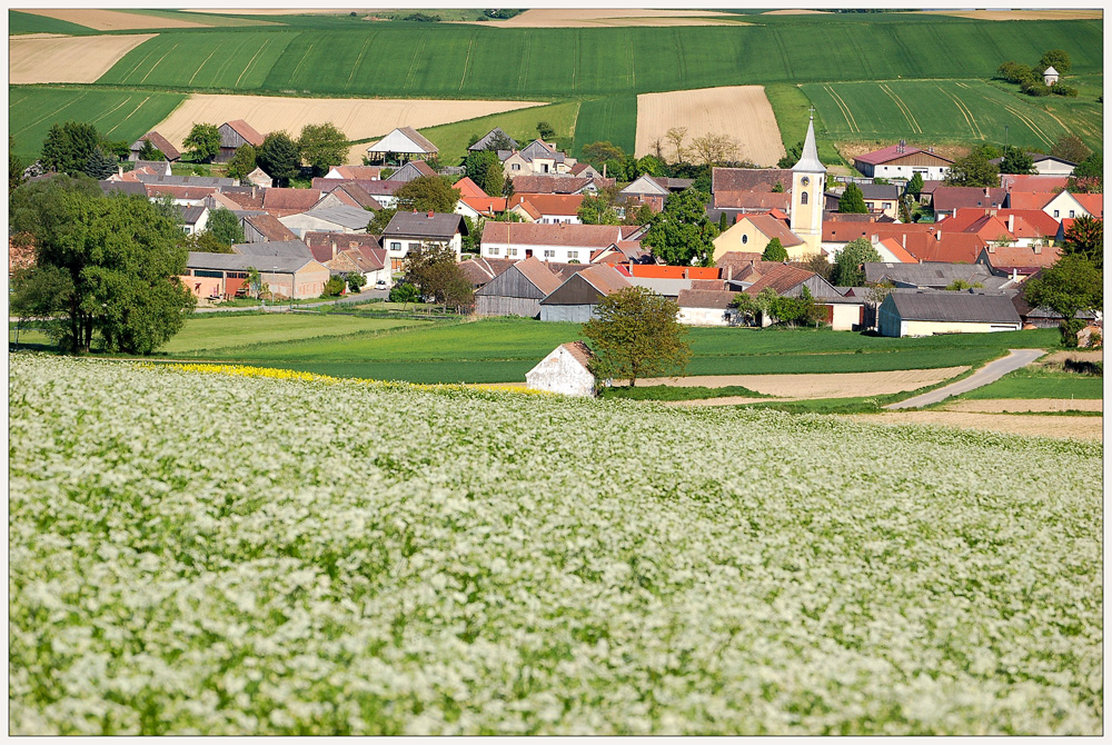 Herzogbirbaum im Frühling