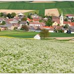 Herzogbirbaum im Frühling