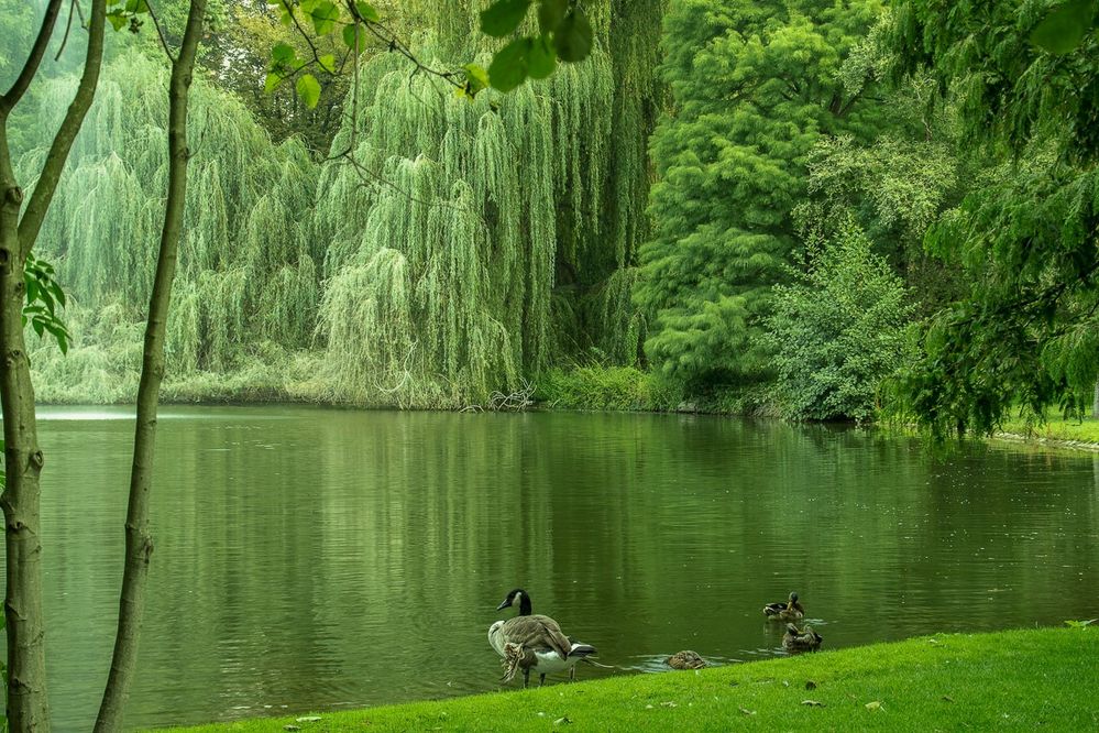 HerzogenriedPark Mannheim Foto & Bild natur, landschaft, 9.9.2016