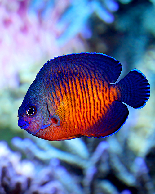 Herzogfisch im Meerwasseraquarium