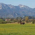 Herzogstand und Heimgarten (8982_ji)