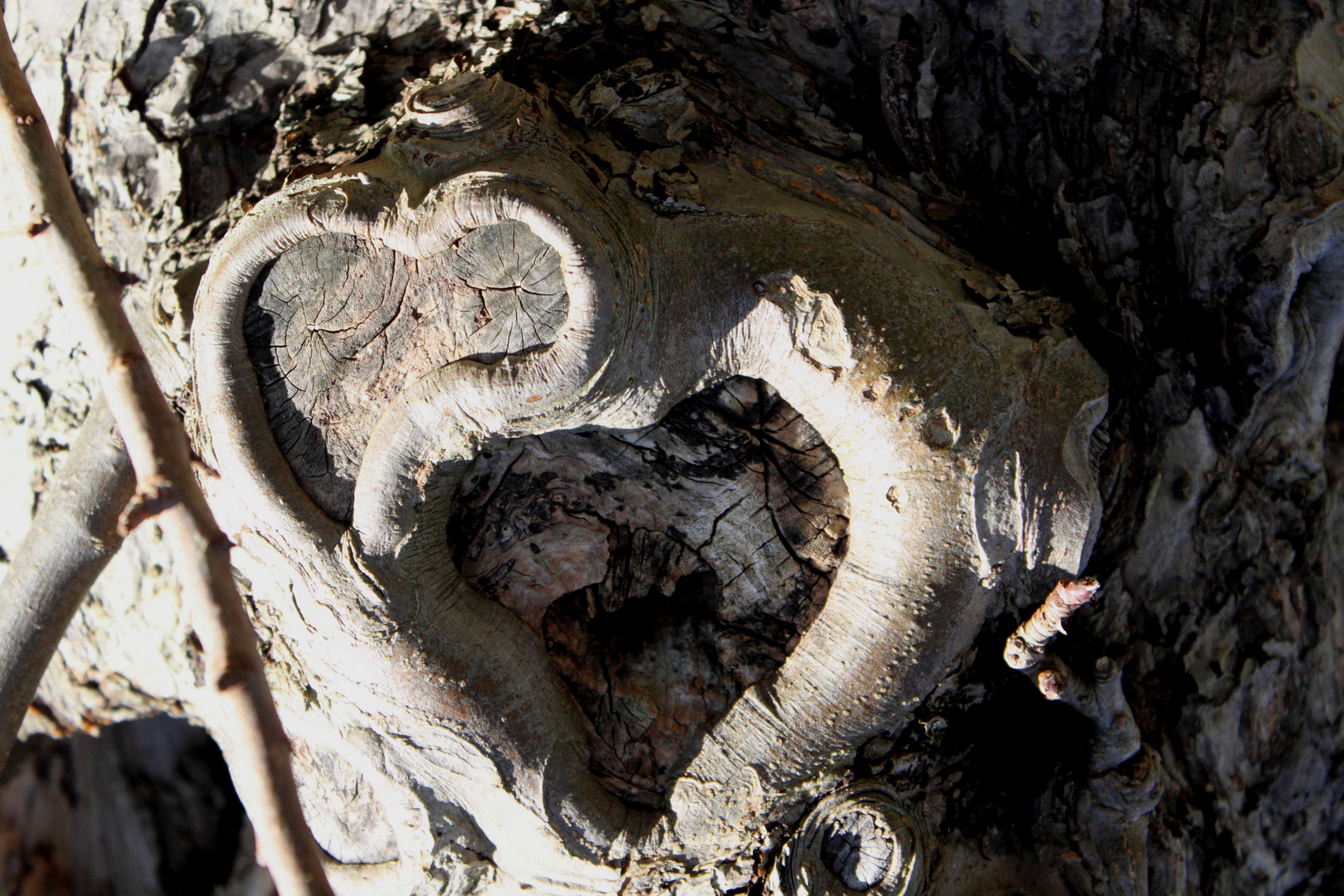 Herzschlag am Baum.