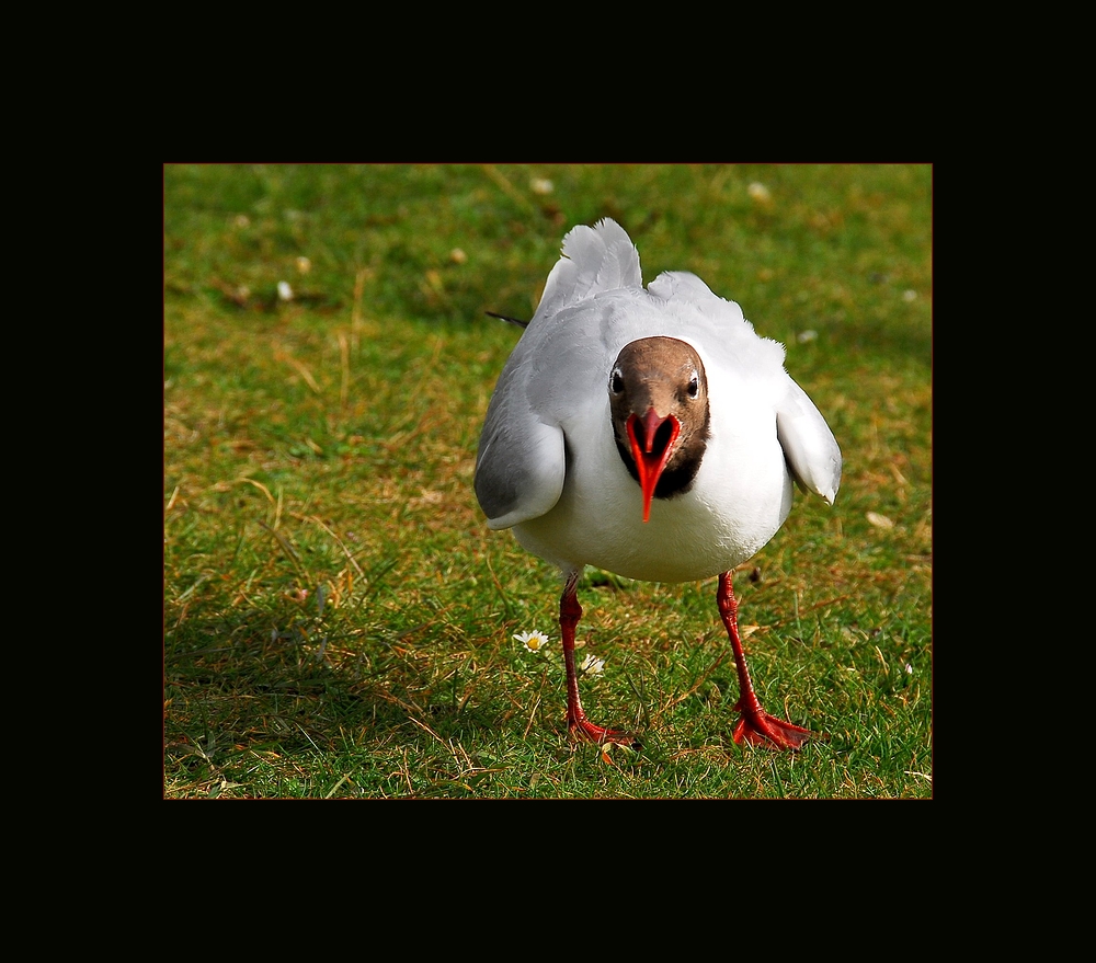 Herzschnäbelchen :-)