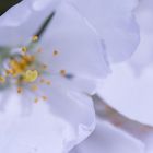 Herzstempel Kirschblüte