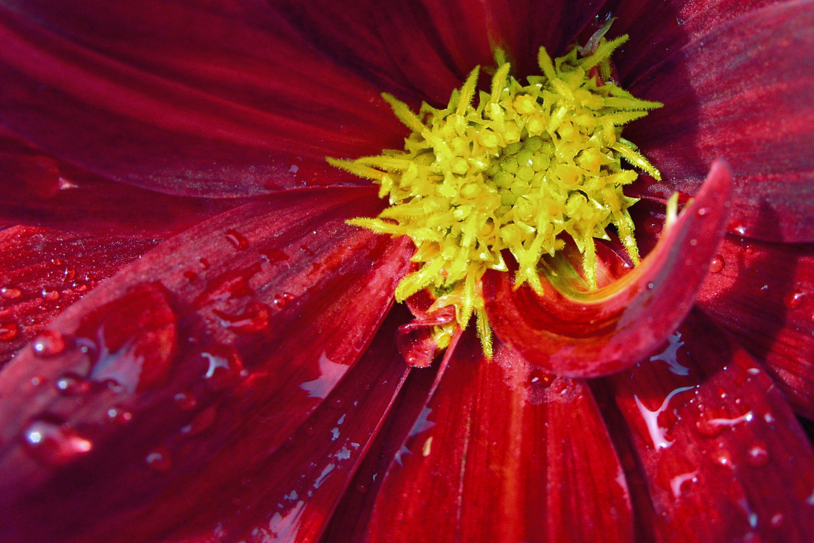 "Herzstück" einer Blüte