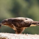  Herzstück - Mäusebussard mit Beute