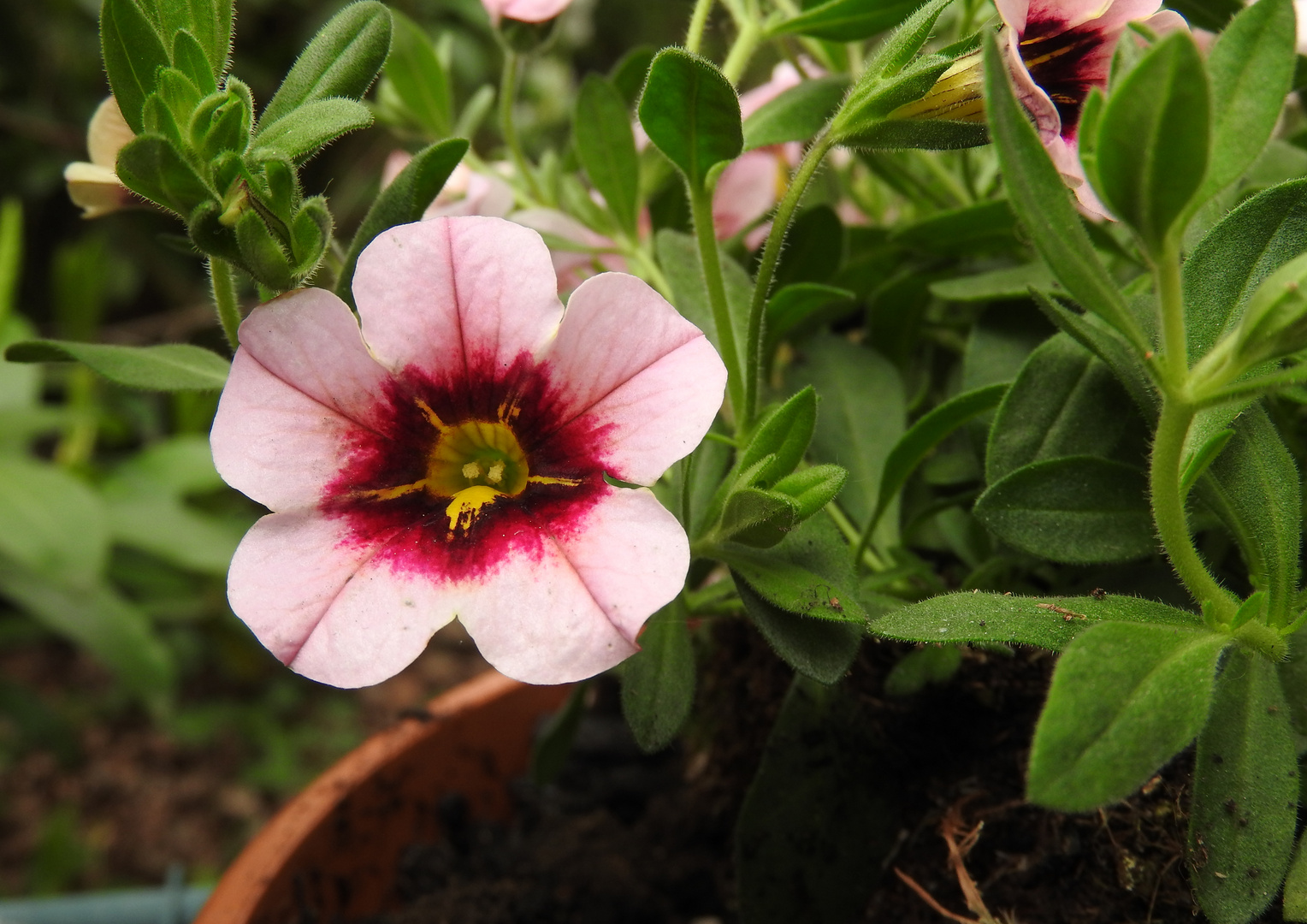 HERZTOR Frühlingsgarten Blüten