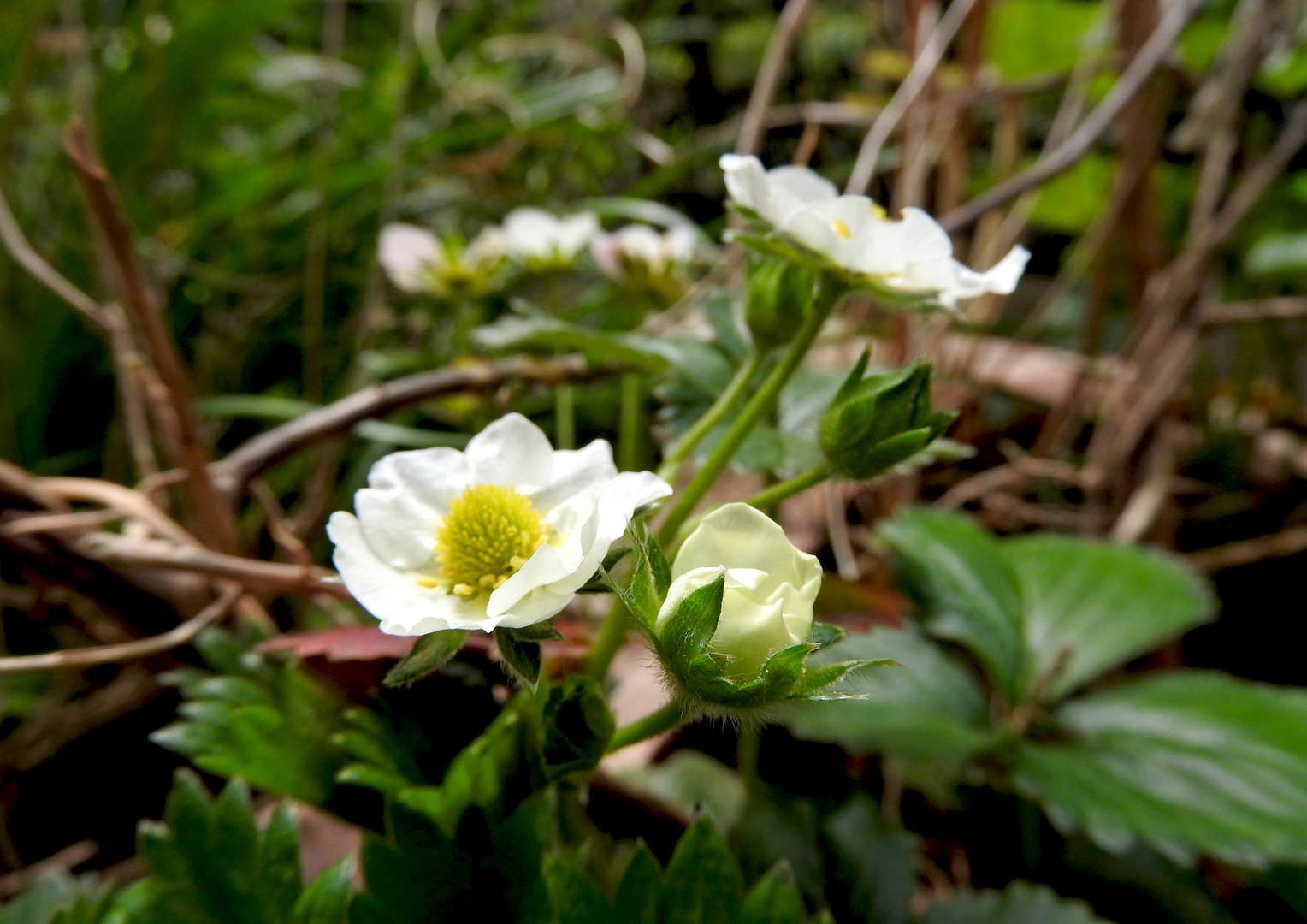 HERZTOR Frühlingsgarten Erdbeerblüte