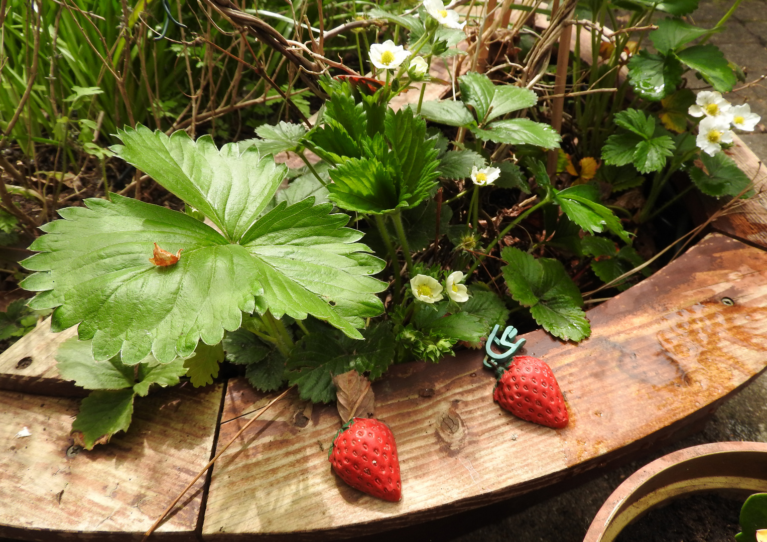 HERZTOR Frühlingsgarten Erdbeere