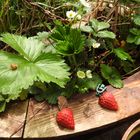 HERZTOR Frühlingsgarten Erdbeere