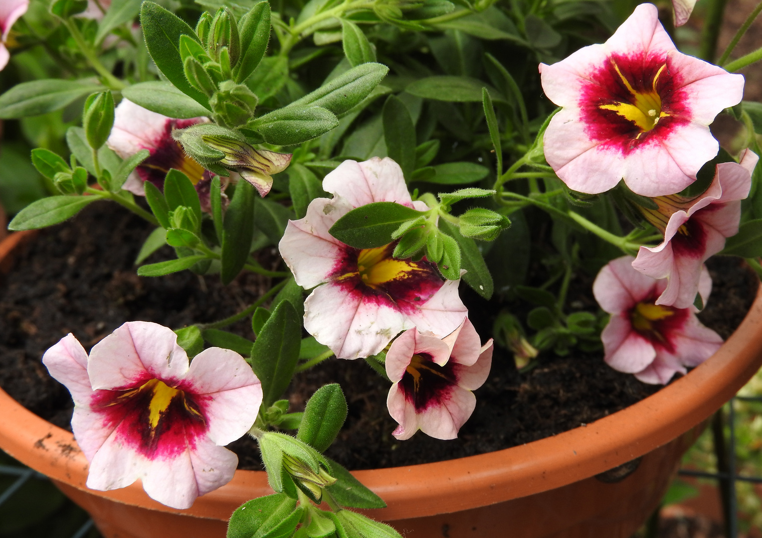 HERZTOR Frühlingsgarten Farbenfroh