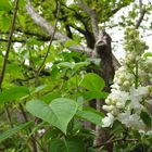 HERZTOR Frühlingsgarten Flieder