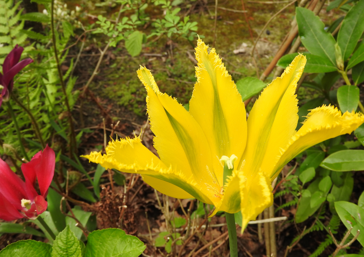 HERZTOR Frühlingsgarten gelbe Tulpe