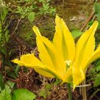 HERZTOR Frühlingsgarten gelbe Tulpe