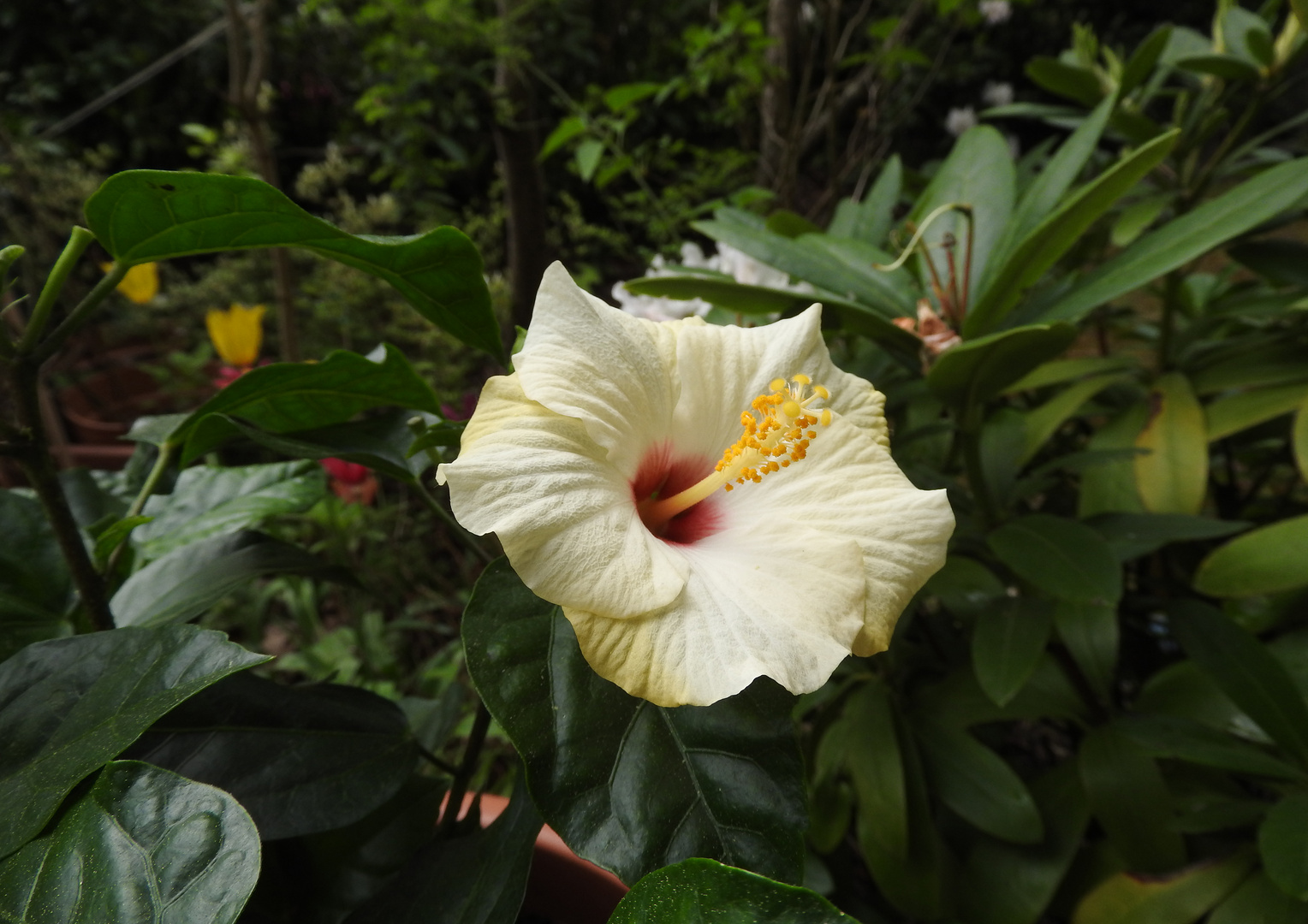 HERZTOR Frühlingsgarten Hibiskus