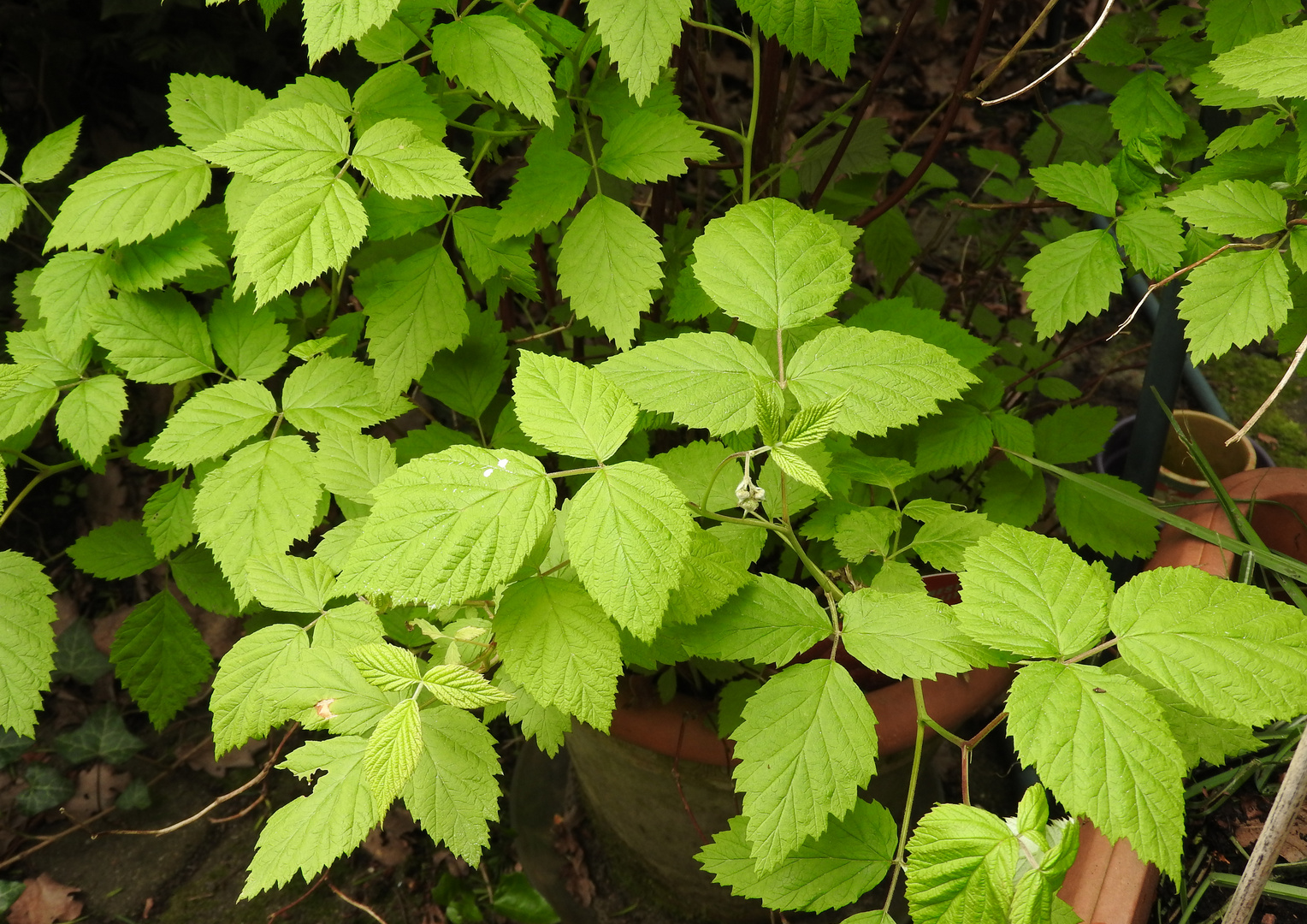 HERZTOR Frühlingsgarten Himbeere