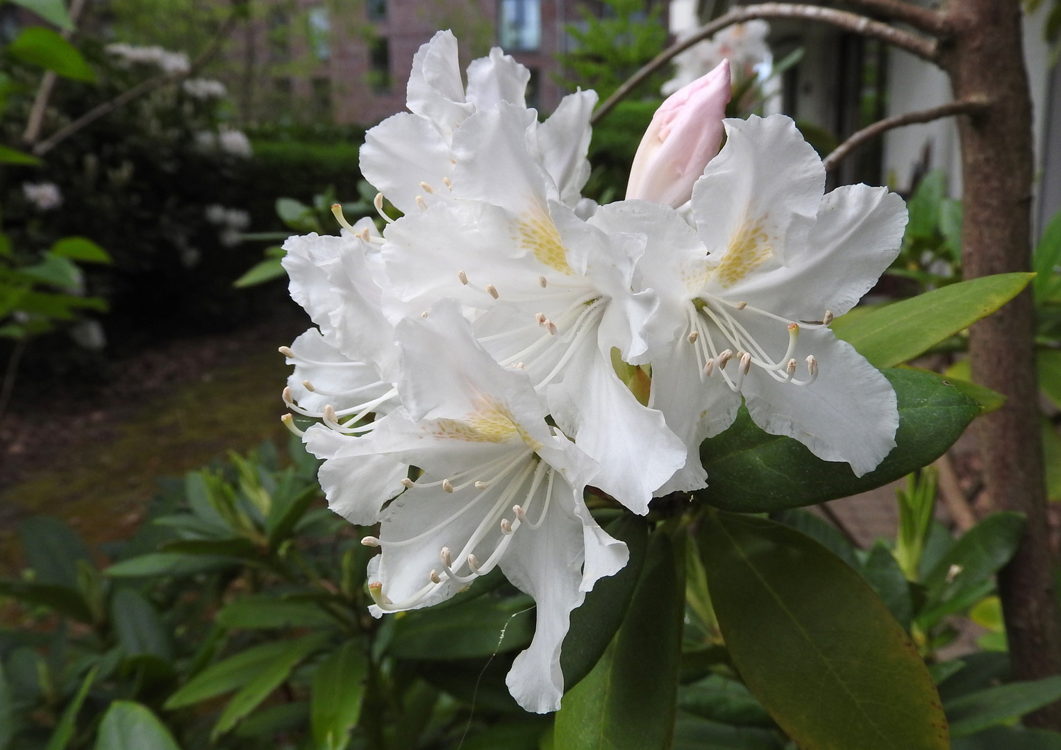 HERZTOR Frühlingsgarten Rhododendron