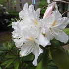 HERZTOR Frühlingsgarten Rhododendron