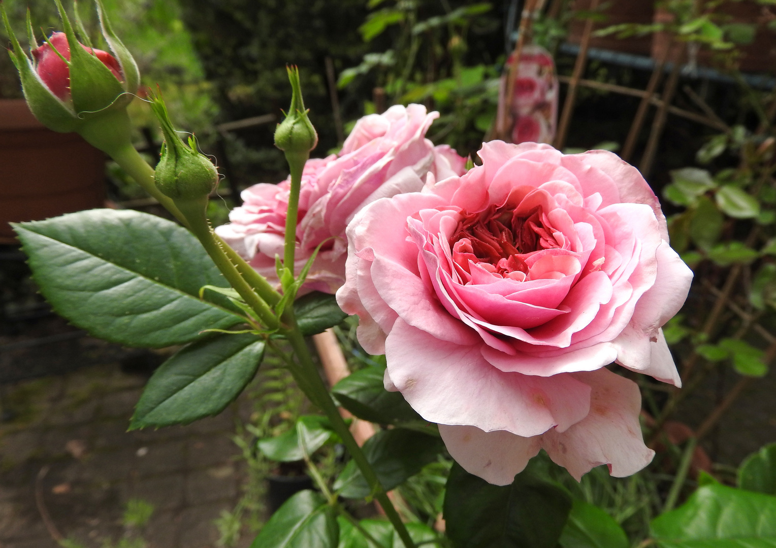 HERZTOR Frühlingsgarten Rosenduft