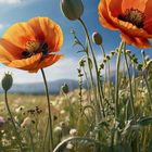 HERZTOR KI-Mohn im Sonnenlicht