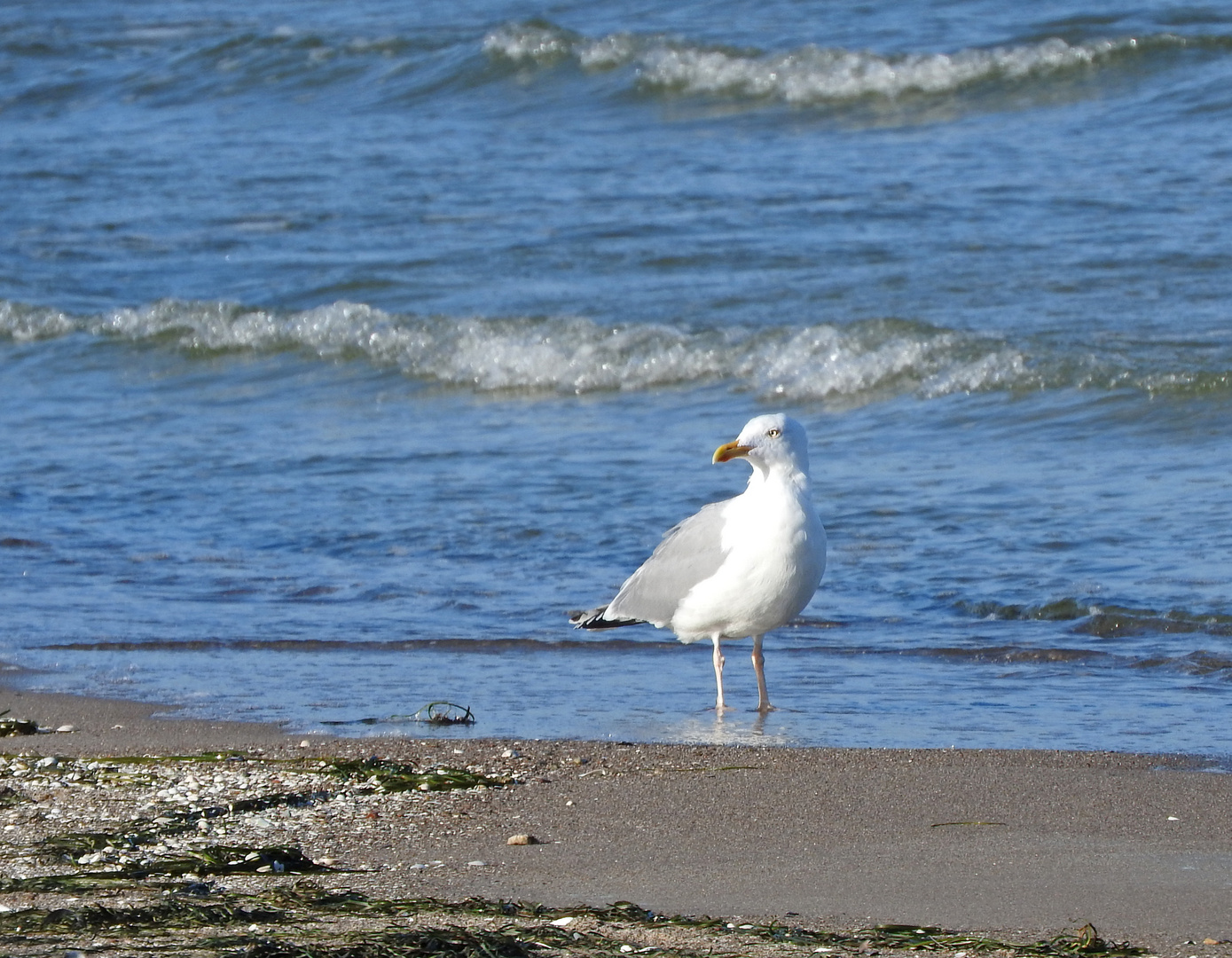 HERZTOR - Möwe an der Ostsee 