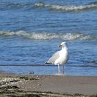 HERZTOR - Möwe an der Ostsee 