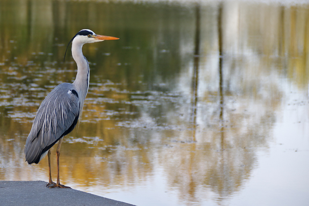 he´s waiting for me.........