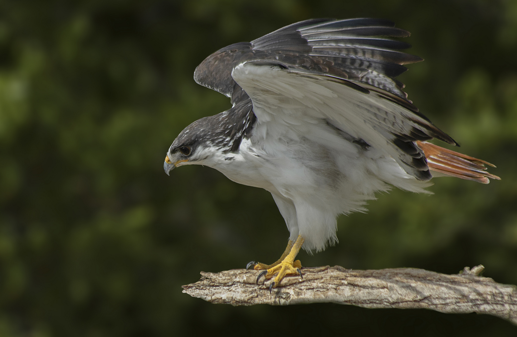 Hésitante (Buteo augur, buse augure)