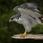 Hésitante (Buteo augur, buse augure)