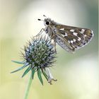 Hesperia comma