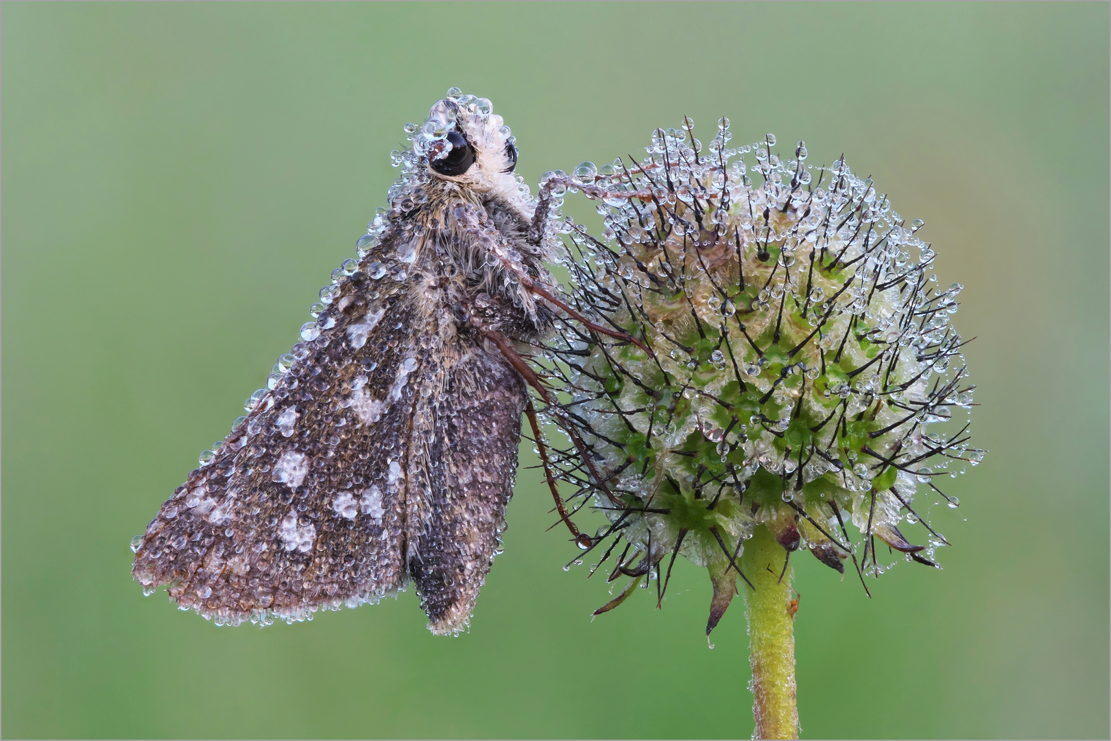 Hesperia comma