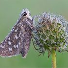 Hesperia comma