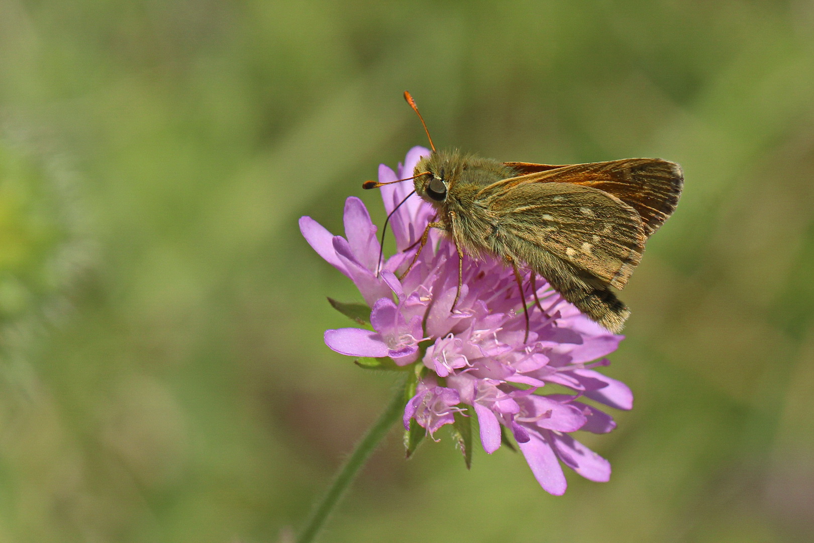 Hesperia comma