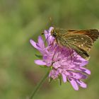 Hesperia comma