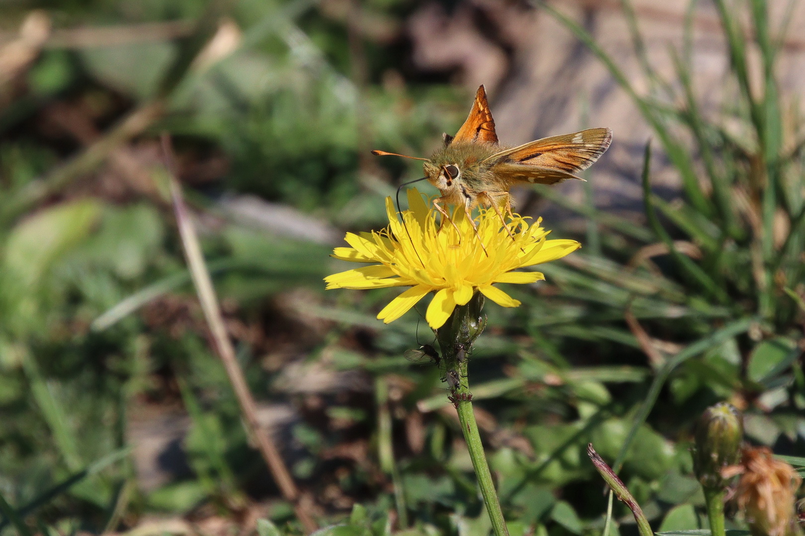 Hesperia comma