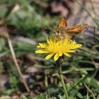 Hesperia comma