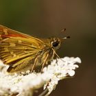 Hesperia comma