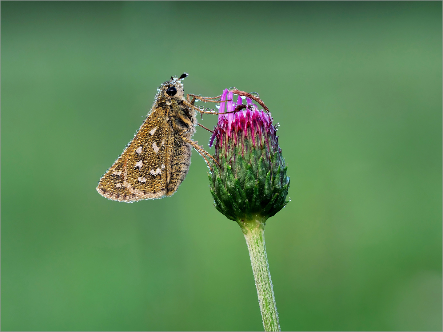 Hesperia comma