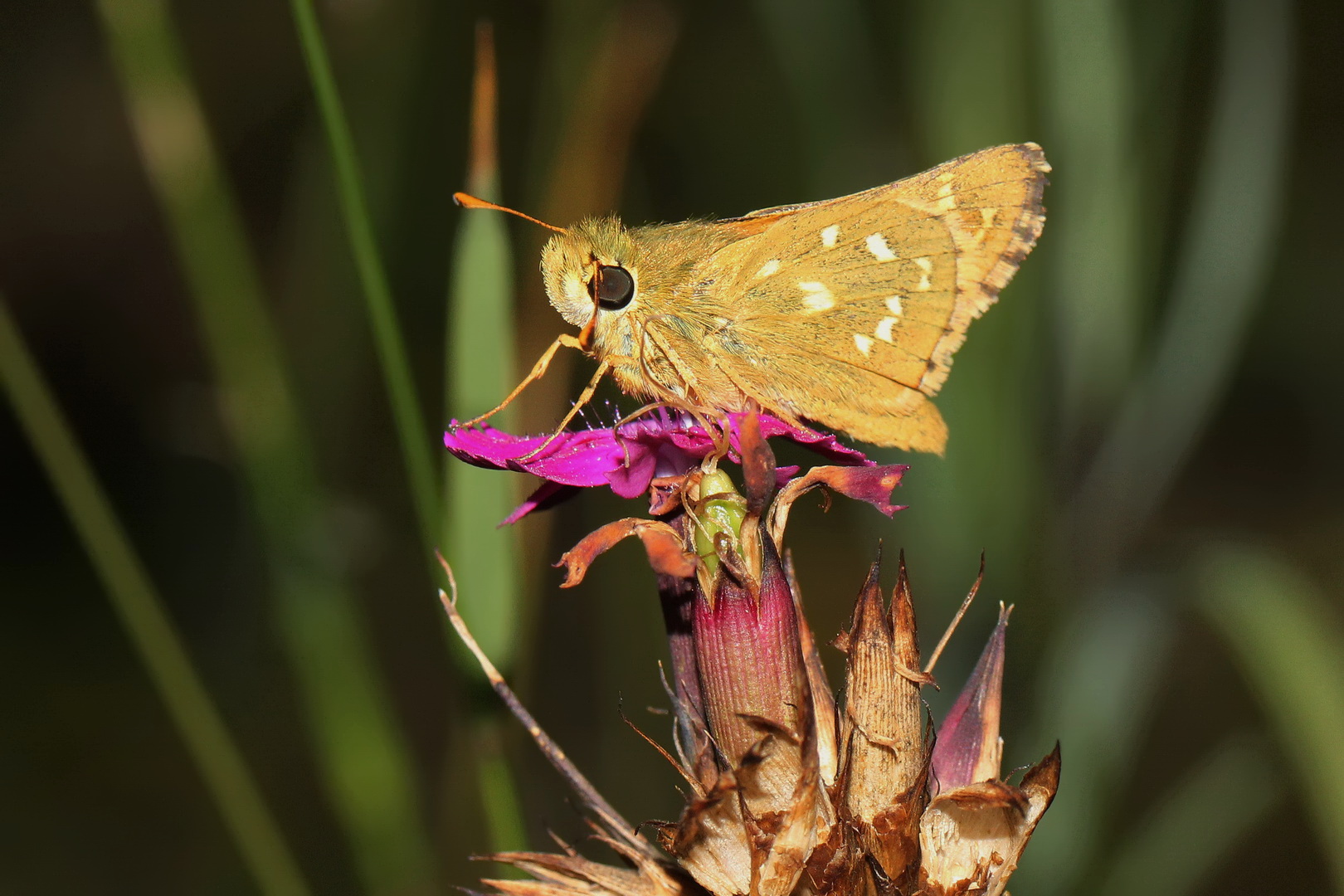 Hesperia comma