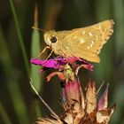 Hesperia comma