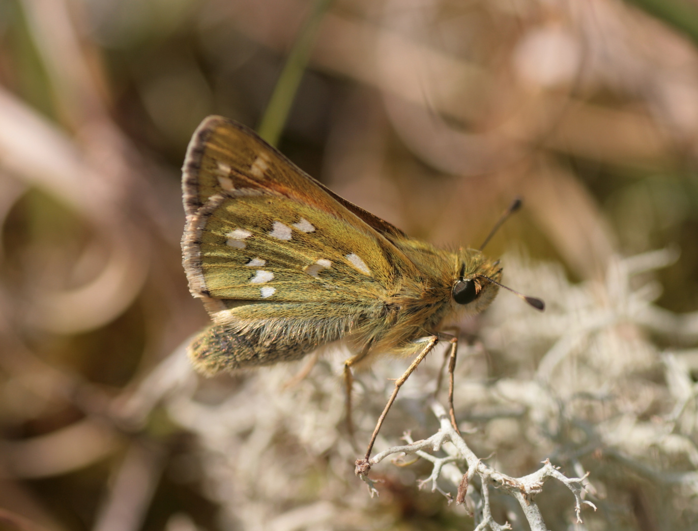 Hesperia comma