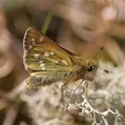 Hesperia comma