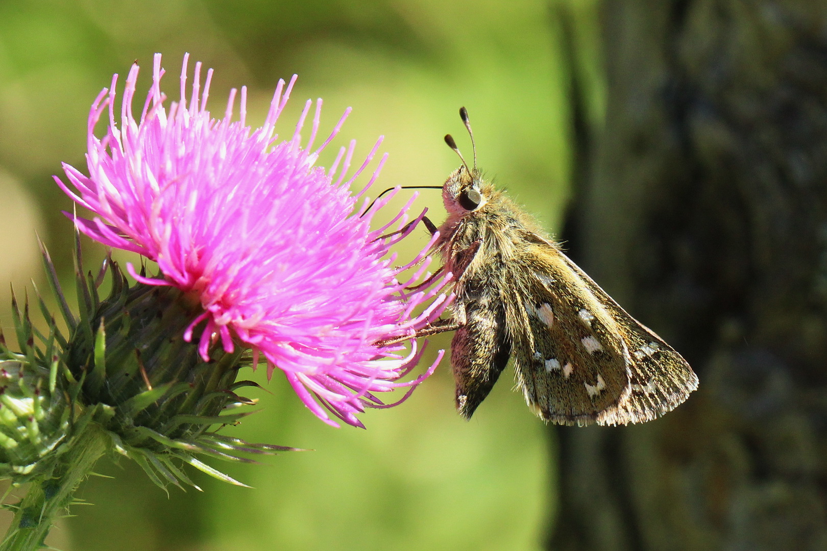 Hesperia comma