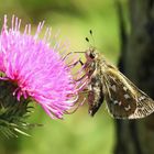 Hesperia comma