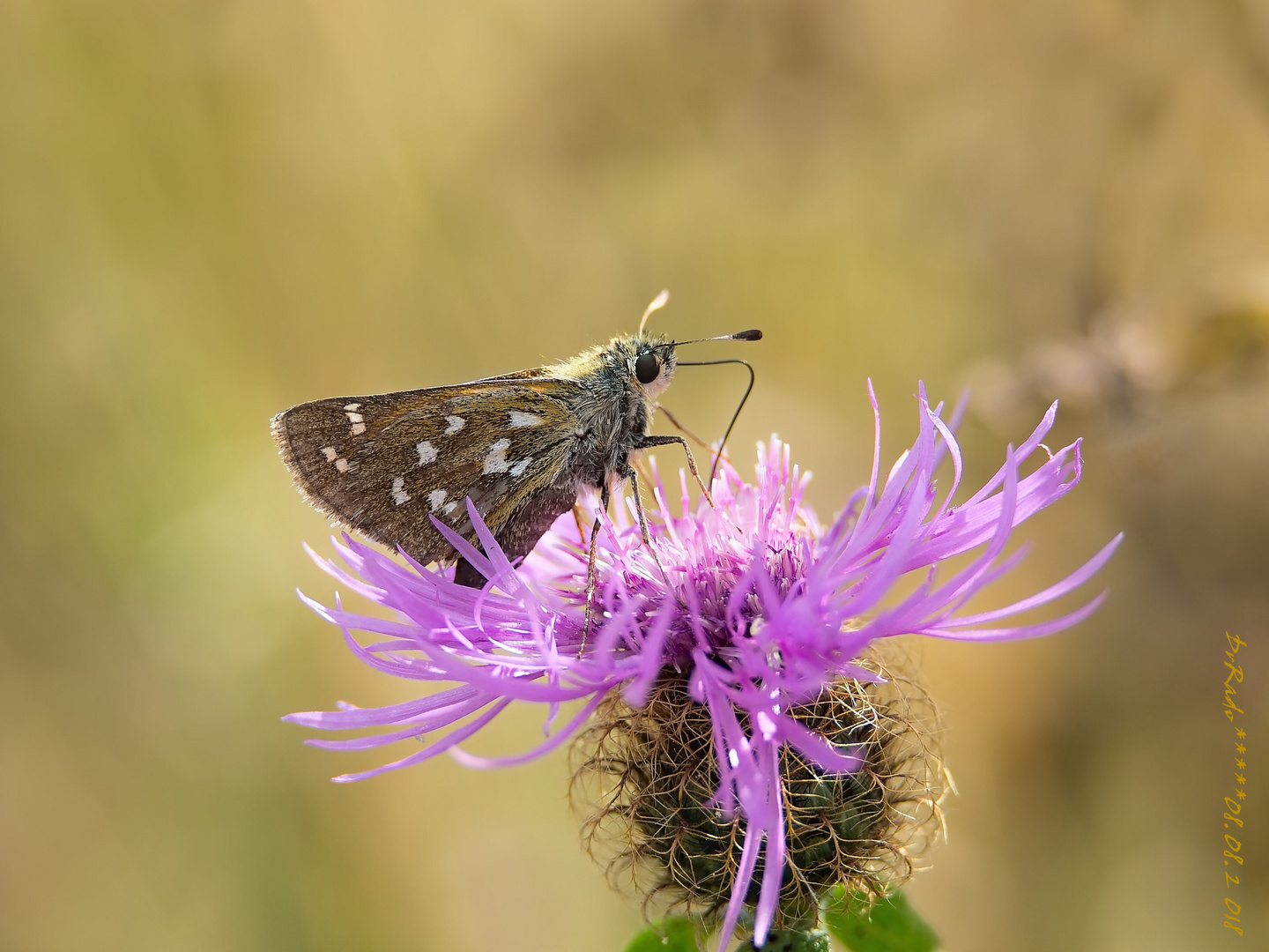 hesperia comma