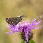 hesperia comma